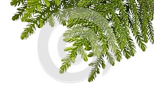 Christmas Tree Branch Background