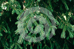 Christmas tree branch background. Spruce in the forest close-up. Evergreen tree