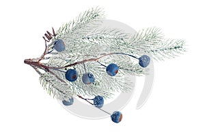 Christmas tree branch and blue berries isolated on white background
