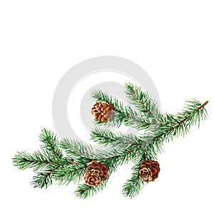 Christmas tree branch. Branch of fir . Watercolor.