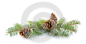 Christmas tree branch with cones