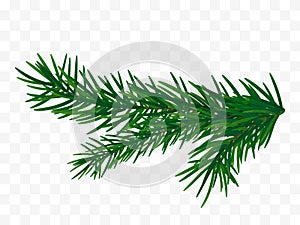 Christmas tree branch. Fir branch isolated.