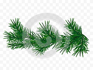 Christmas tree branch. Fir branch isolated.