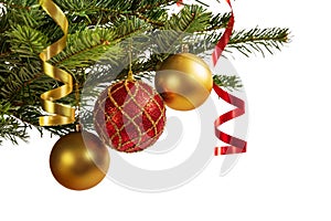 Christmas tree branch isolated