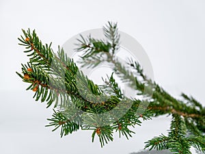 Christmas tree branch isolated on white background