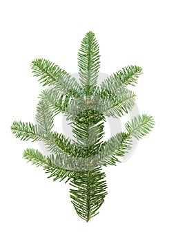 Christmas tree branch isolated white background Pine sprig