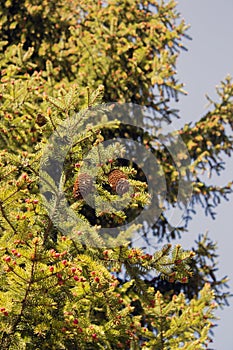 Christmas tree branch with needles and small cones in the summer