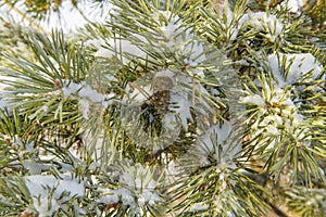 Christmas tree branch and pine cone in snow