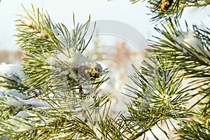 Christmas tree branch and pine cone in snow