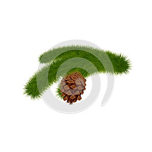 Christmas tree branch with pine cone. Winter and New Year sign.