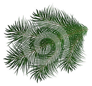 Christmas tree branch and pine trees illustration