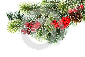 Christmas tree branch with red berries