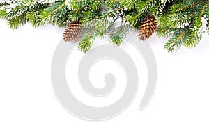 Christmas tree branch with snow and pine cones