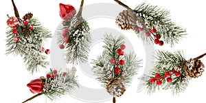 Christmas tree branch with snow, red berries and cones isolated on white background as set of details for winter design