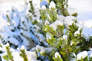 Christmas tree branches covered with snow