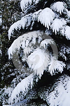 Christmas tree branches covered with white fluffy snow in a winter forest