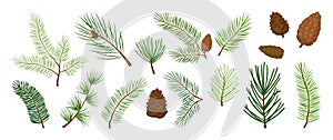 Christmas tree branches, fir and pine cones, evergreen vector set, holiday decoration, winter symbols. Nature illustration