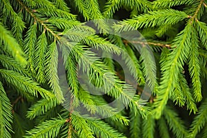 Christmas tree branches