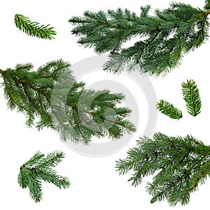 Christmas tree branches set for a Christmas decor. Branches close-up. Collection of Fir Branches. Isolated