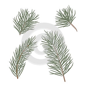 Christmas tree branches set for Christmas decor. Branches close-up. Collection of pine branches. Vector set of christmas graphic