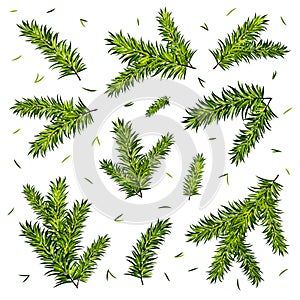 Christmas tree branches set isolated on white background. Vector illustration