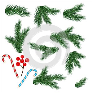 Christmas tree branches. Set of tree, fir, pine. Isolated on a white background. Vector