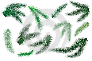 Christmas tree branches. Set of tree, fir, pine. Isolated on a white background. Vector