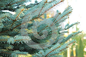 Christmas tree branches with short needles. Beautiful texture background