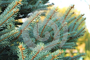 Christmas tree branches with short needles. Beautiful texture background