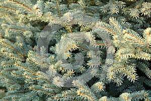 Christmas tree branches with short needles. Beautiful texture background