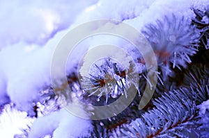 Christmas tree branches in the snow