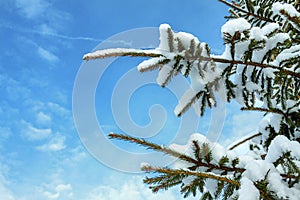 Christmas tree branches with snow against the sky of the blue sky