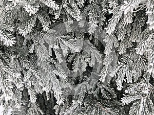 Christmas tree branches in the snow, winter background