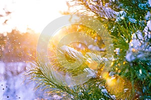 Albero di natale sul il sole raggi coperto con neve foresta pittoresco sul tramonto 