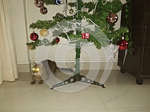 Christmas tree cate Christmas decorations Christmas season