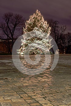 Christmas tree in city park at night