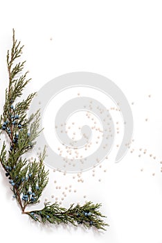 Christmas Tree with Cones border on a White background. New Year holiday evergreen tree, Xmas green art corner design. Branches of