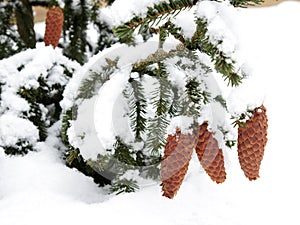 Christmas tree cones covered with snow