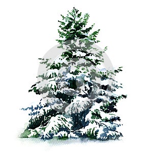 Christmas tree covered snow in winter, isolated