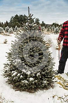 Christmas tree cutting - Man with hand saw