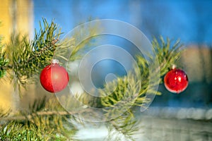 Christmas tree decorations in the form of glass balls hanging on a spruce branch with needles, snow and a blurred background