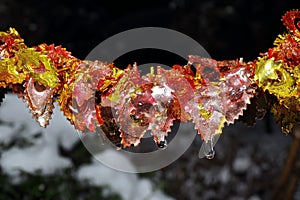 Christmas tree decorations and toys for fir trees covered with snow and ice. Close-up. Happy New Year and Merry Christmas.