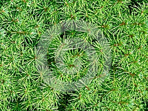 Christmas tree detail photo