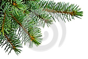 Christmas tree detail on white