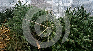 Christmas tree disposal: recycle or reuse