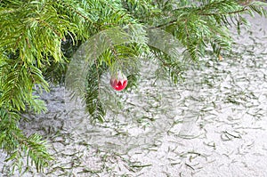 Christmas Tree Dried Up after Holiday Season with