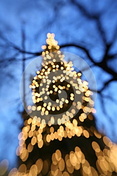 Christmas tree at dusk