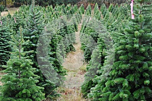 Christmas tree farm