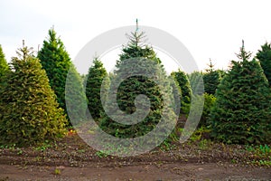 Christmas Tree Farm