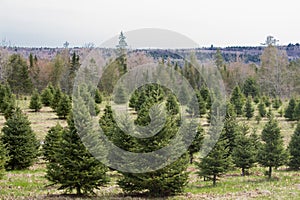 Christmas tree farm